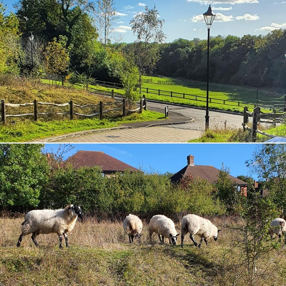 Carshalton on the hill