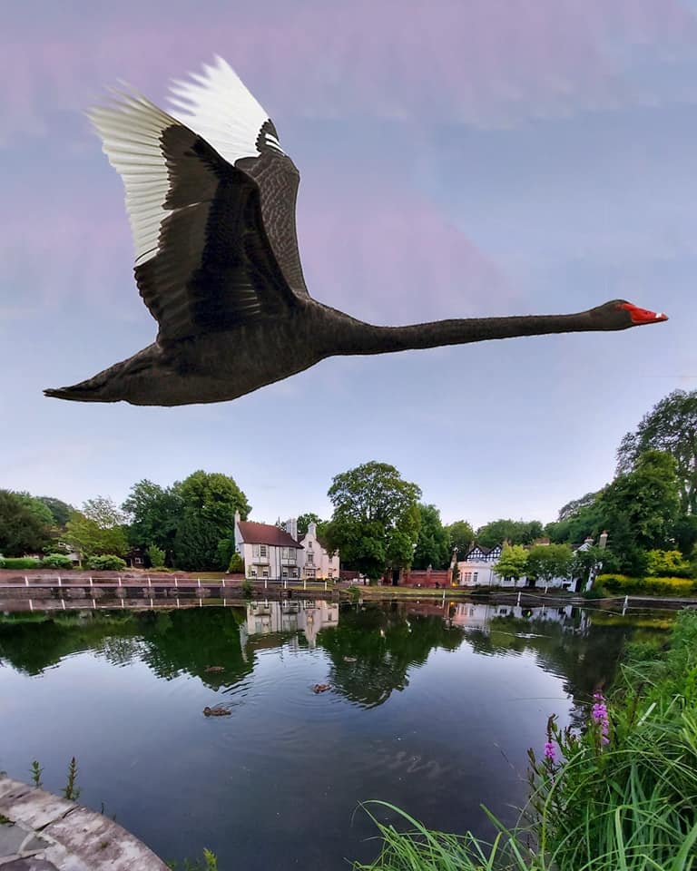 Black Swan Carshalton