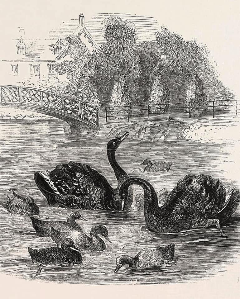 Black Swan Hackbridge