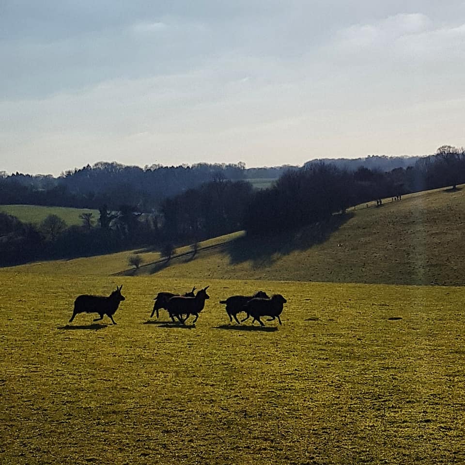shabden sheep