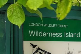 Wilderness Island Now