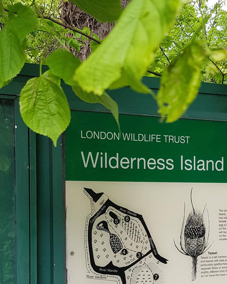 Wilderness Island Now