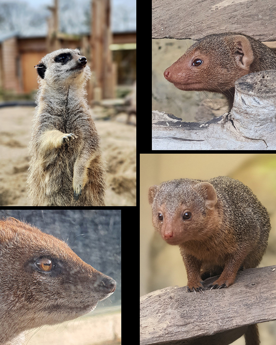 Tilgate Nature Centre Zoo