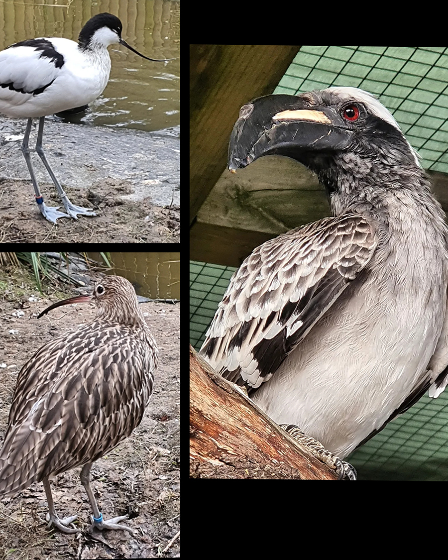 Tilgate Nature Centre Zoo