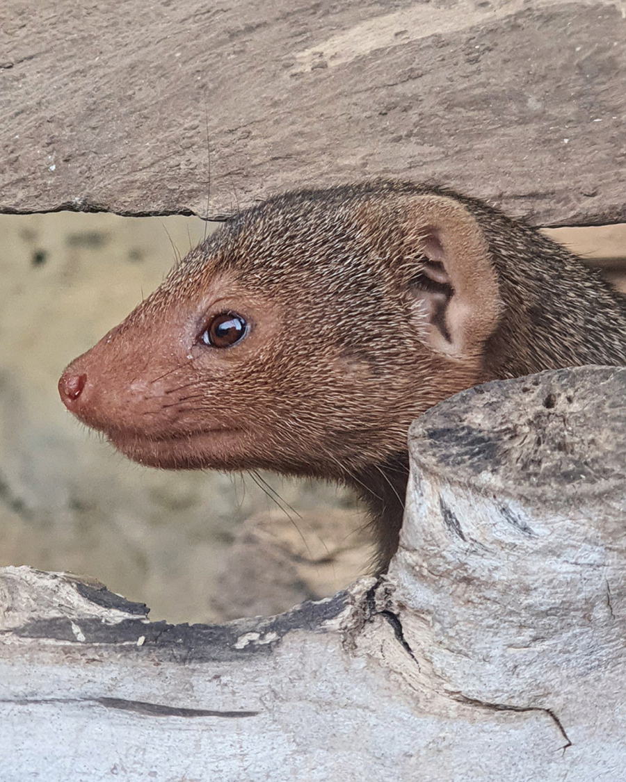 Pygmy Mongoose