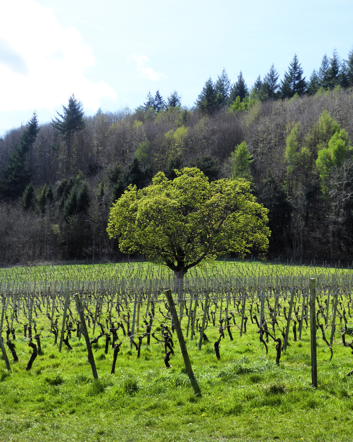 Denbies vineyard tree