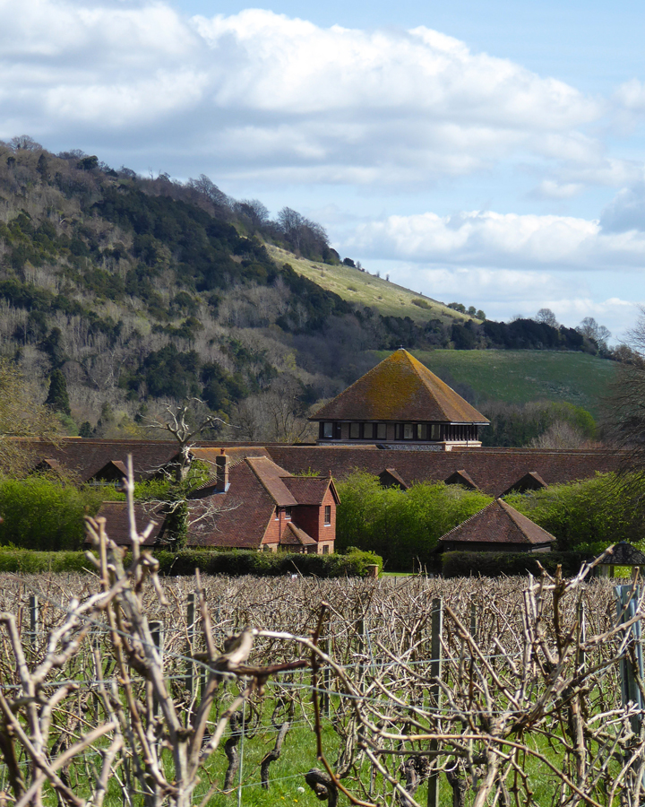Denbies Vineyard with vines
