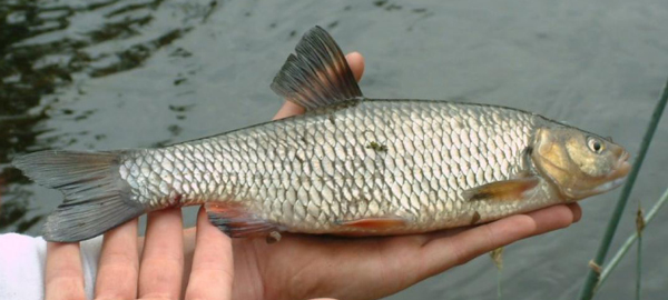 Chub fish Wandle