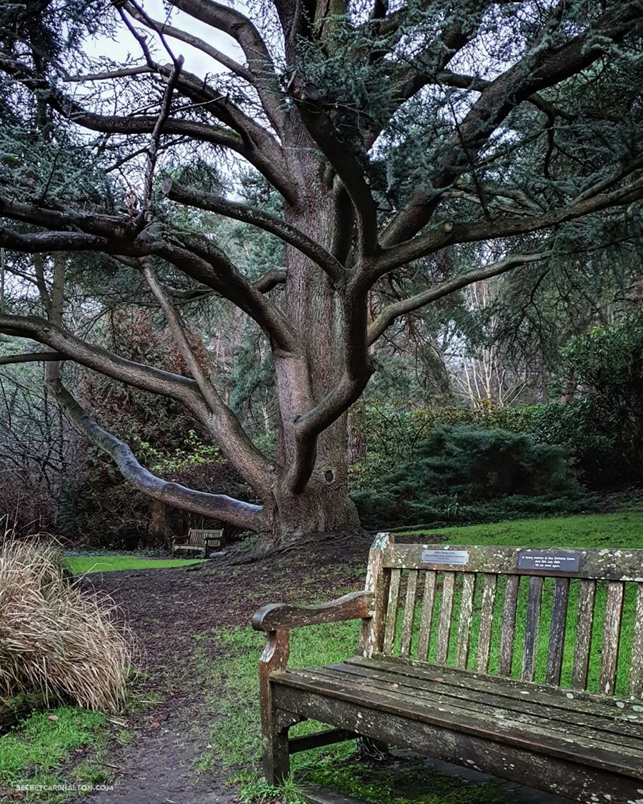 Coombe Wood Croydon Tree