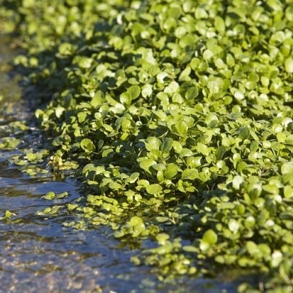 Watercress in water
