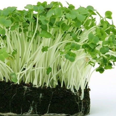watercress