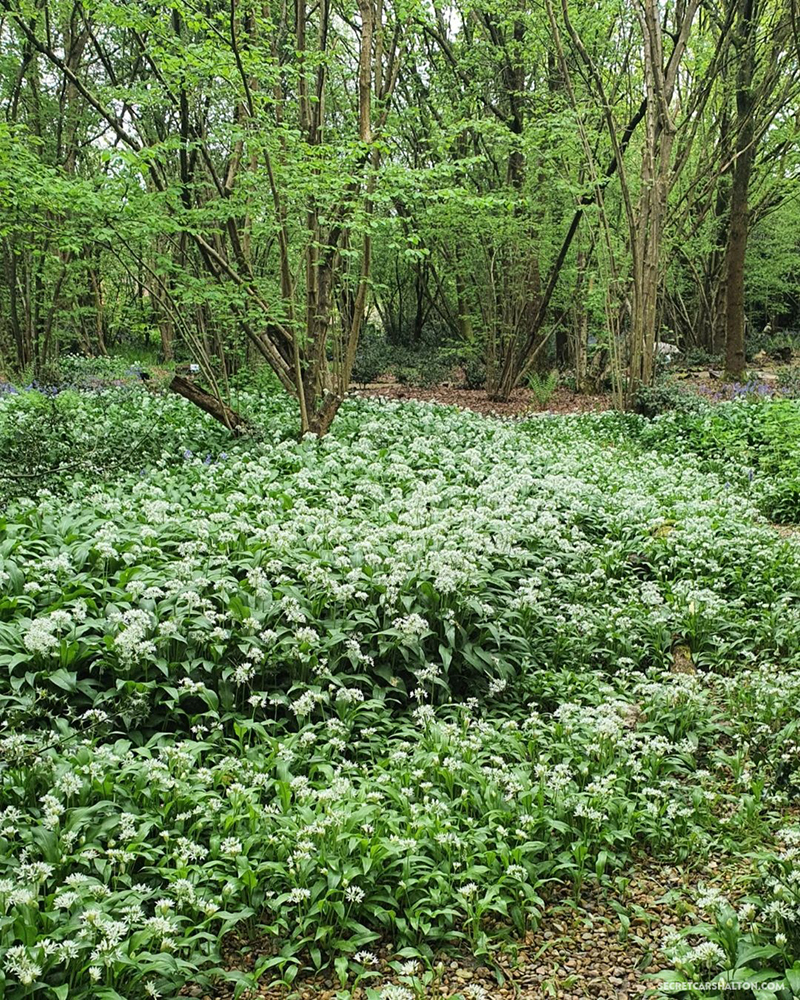 Lingfield garth wild garlic