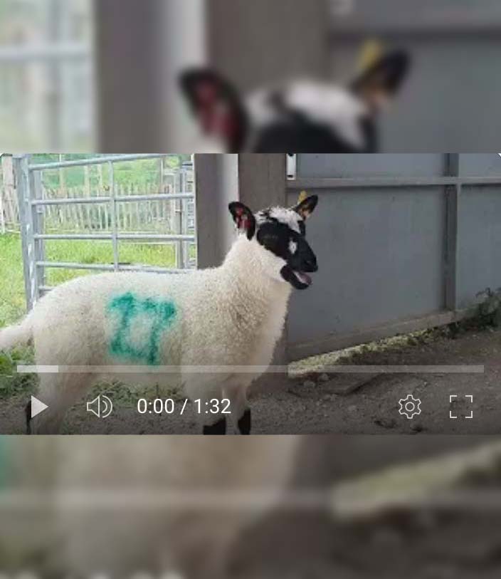 Sheep Downlands