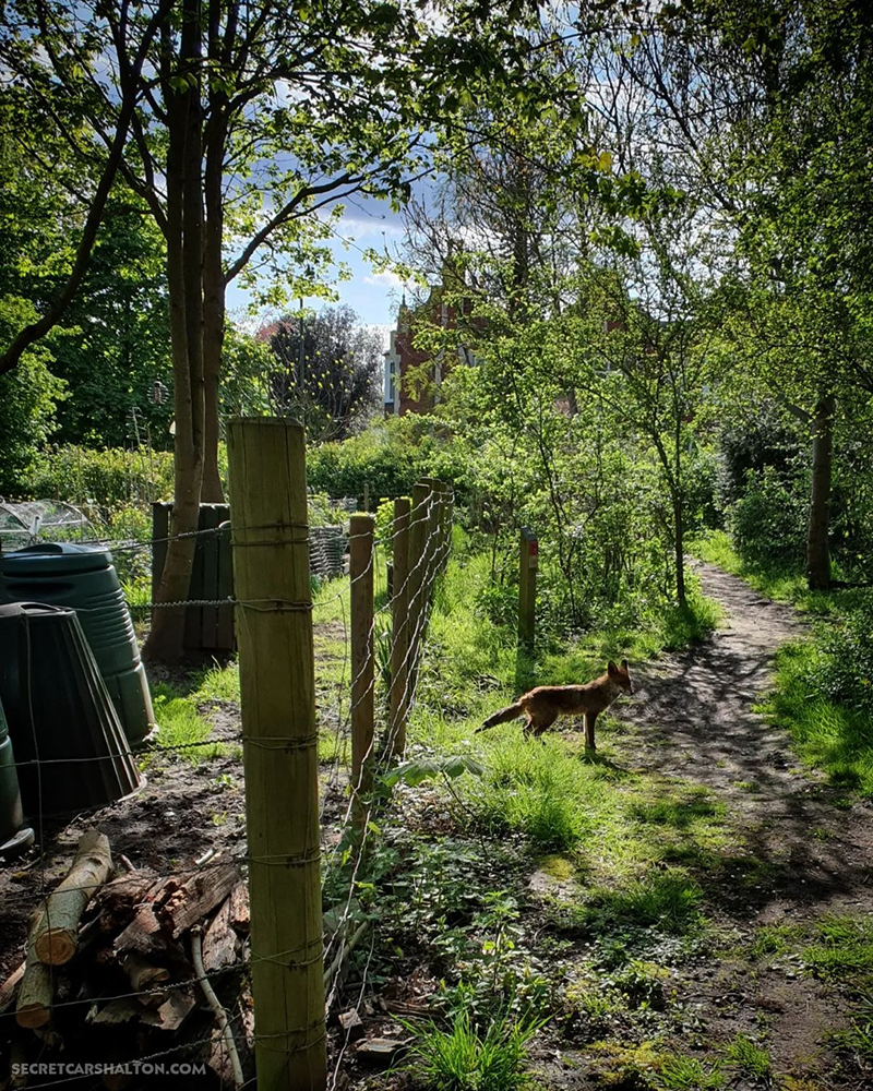 fox and allotments