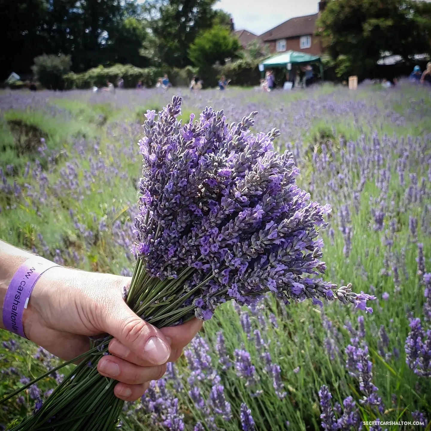Lavender