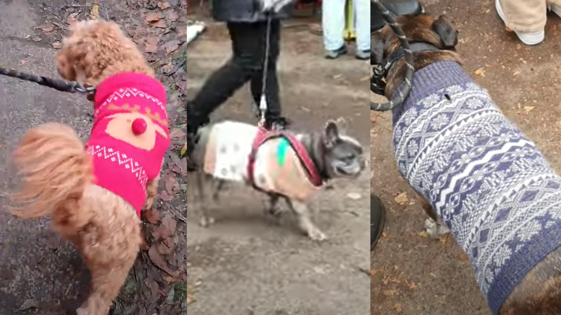 Dogs in jumpers