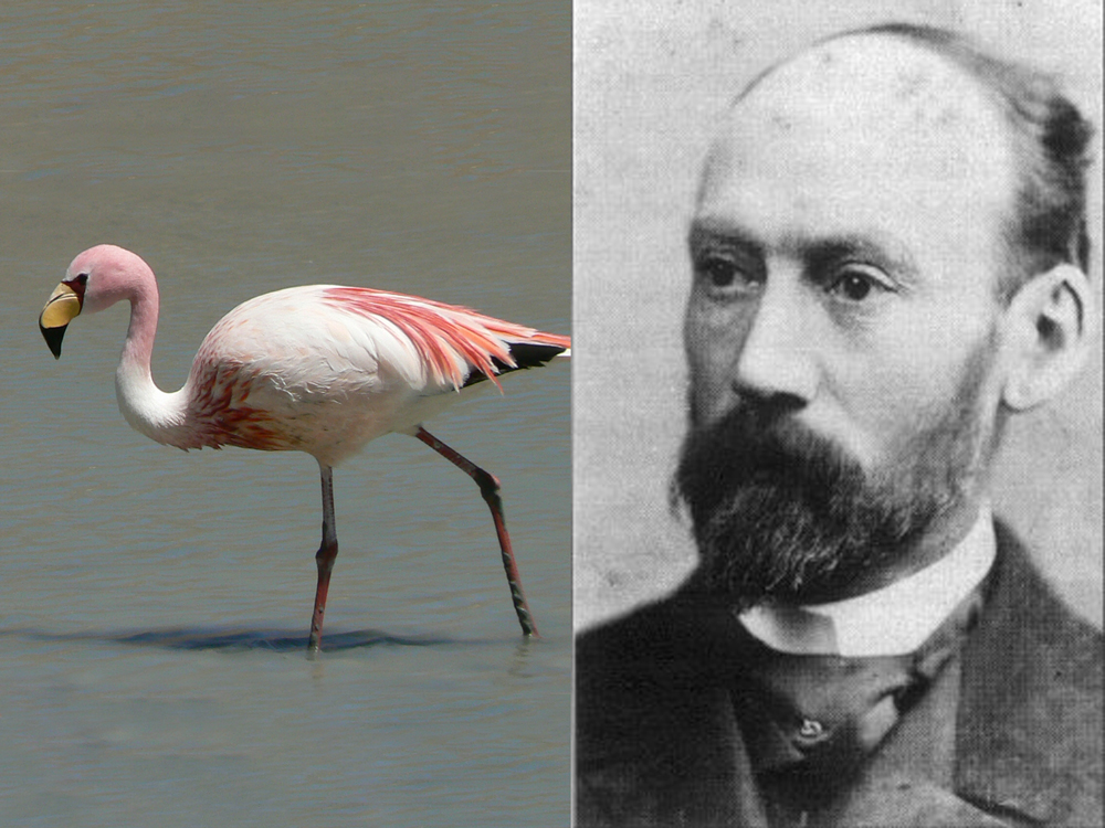 James Flamingo