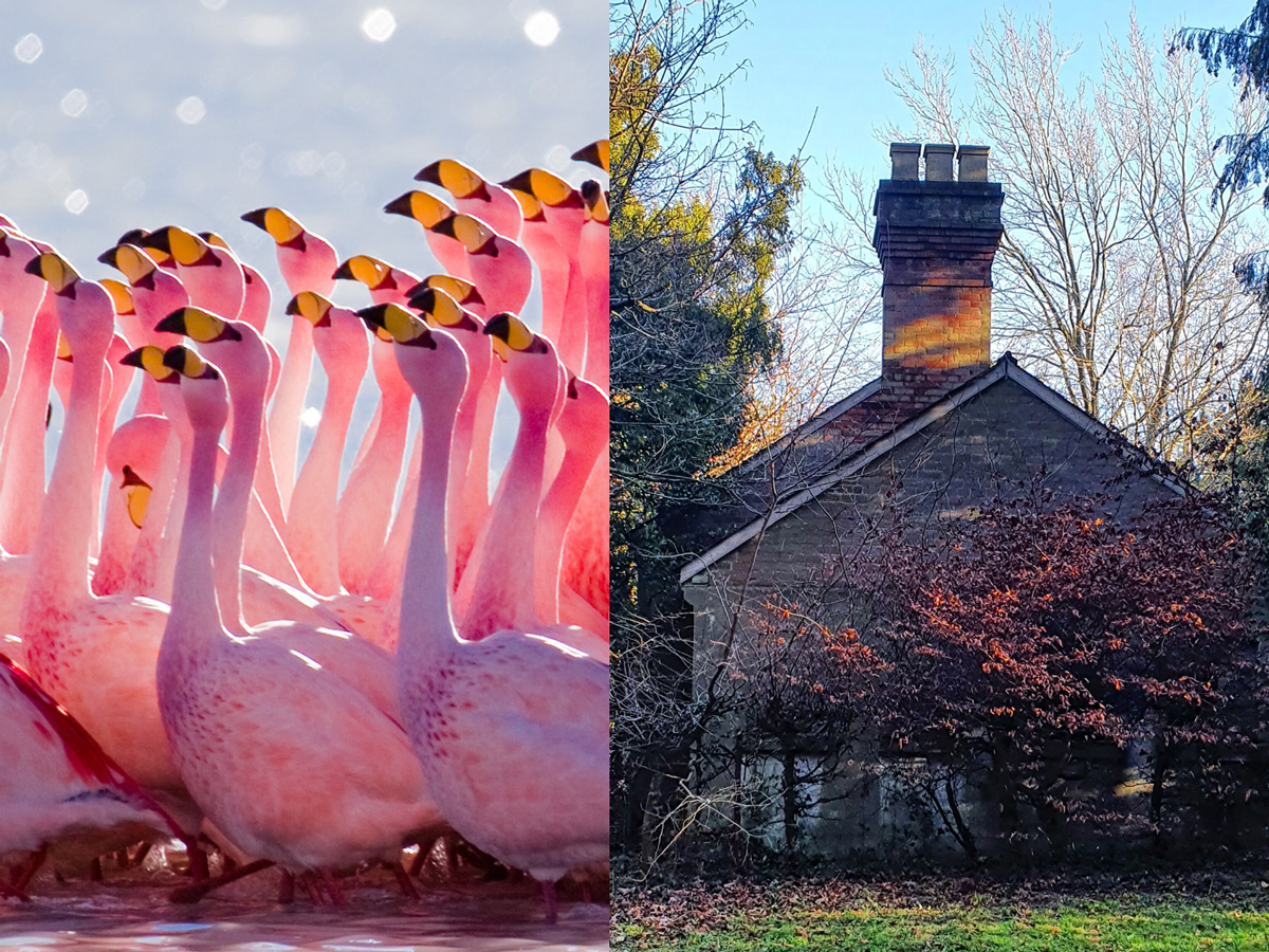 Flamingo 2