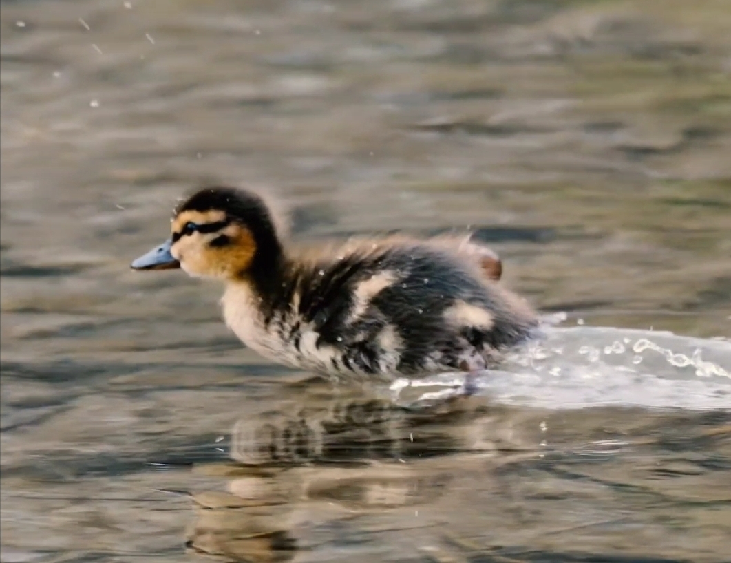 Duckling