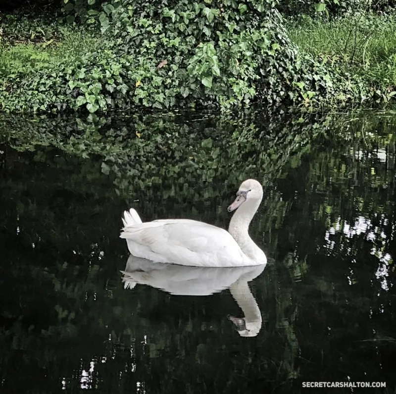swan