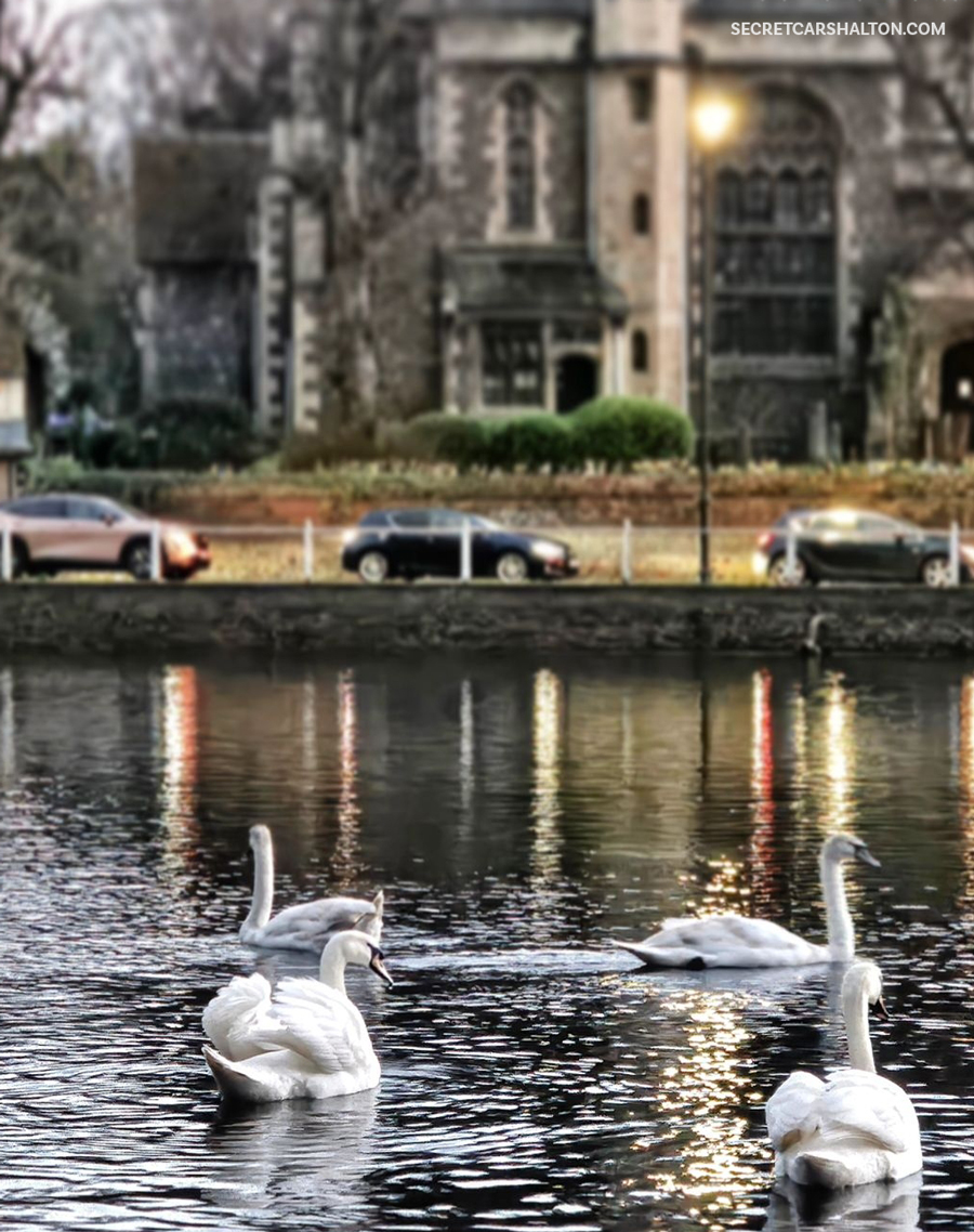 swans