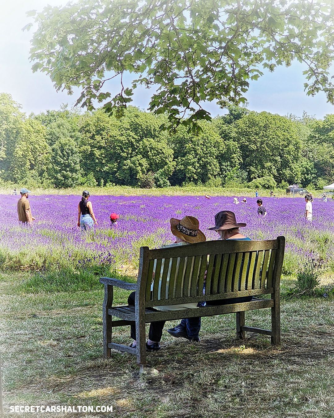 Mayfield Lavender