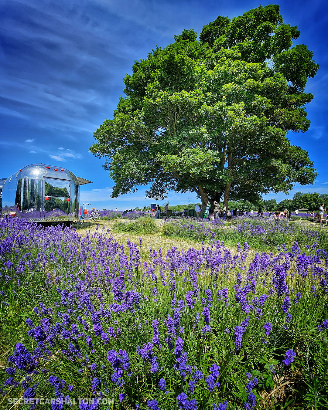 Mayfield Lavender