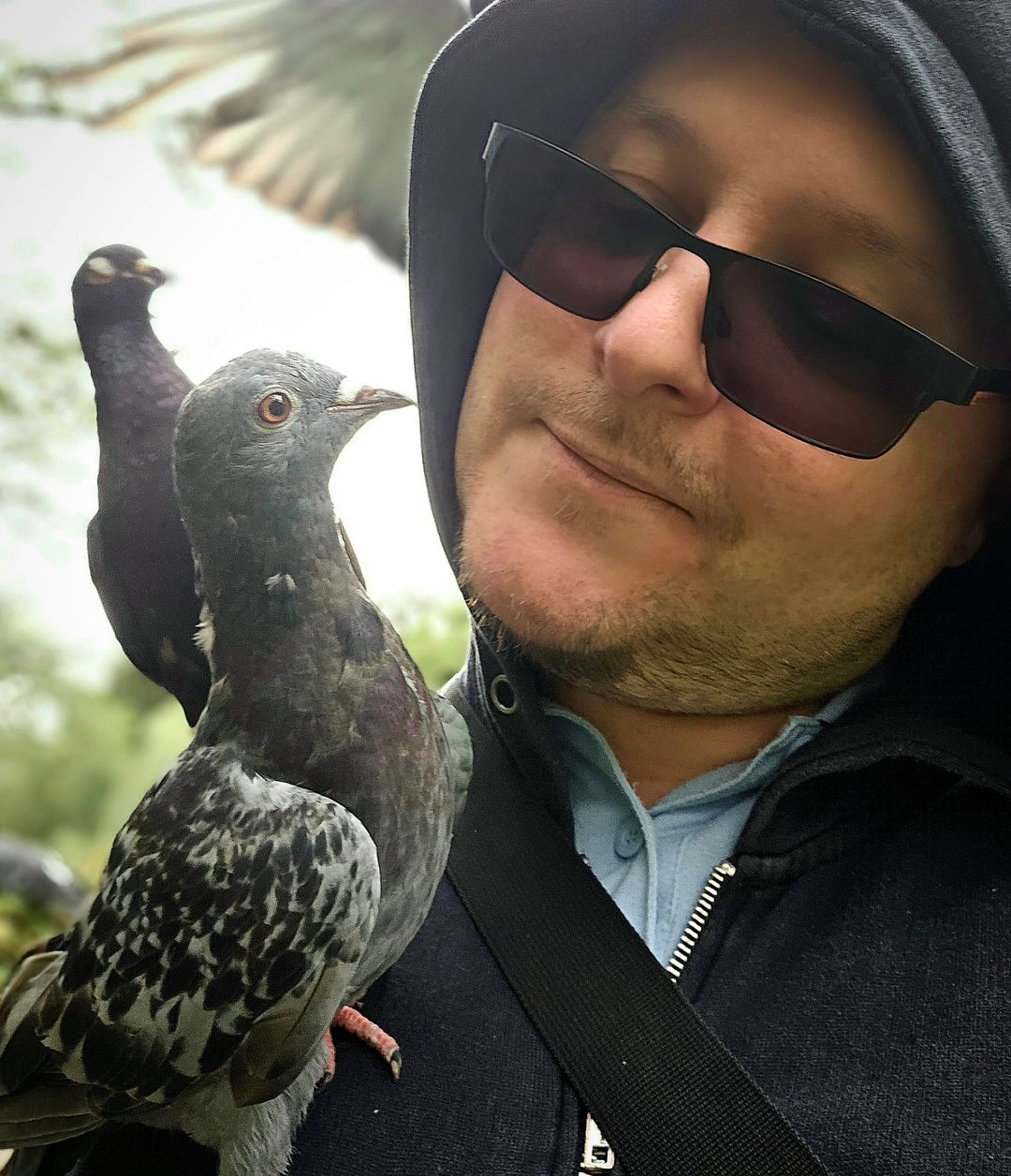 pigeon