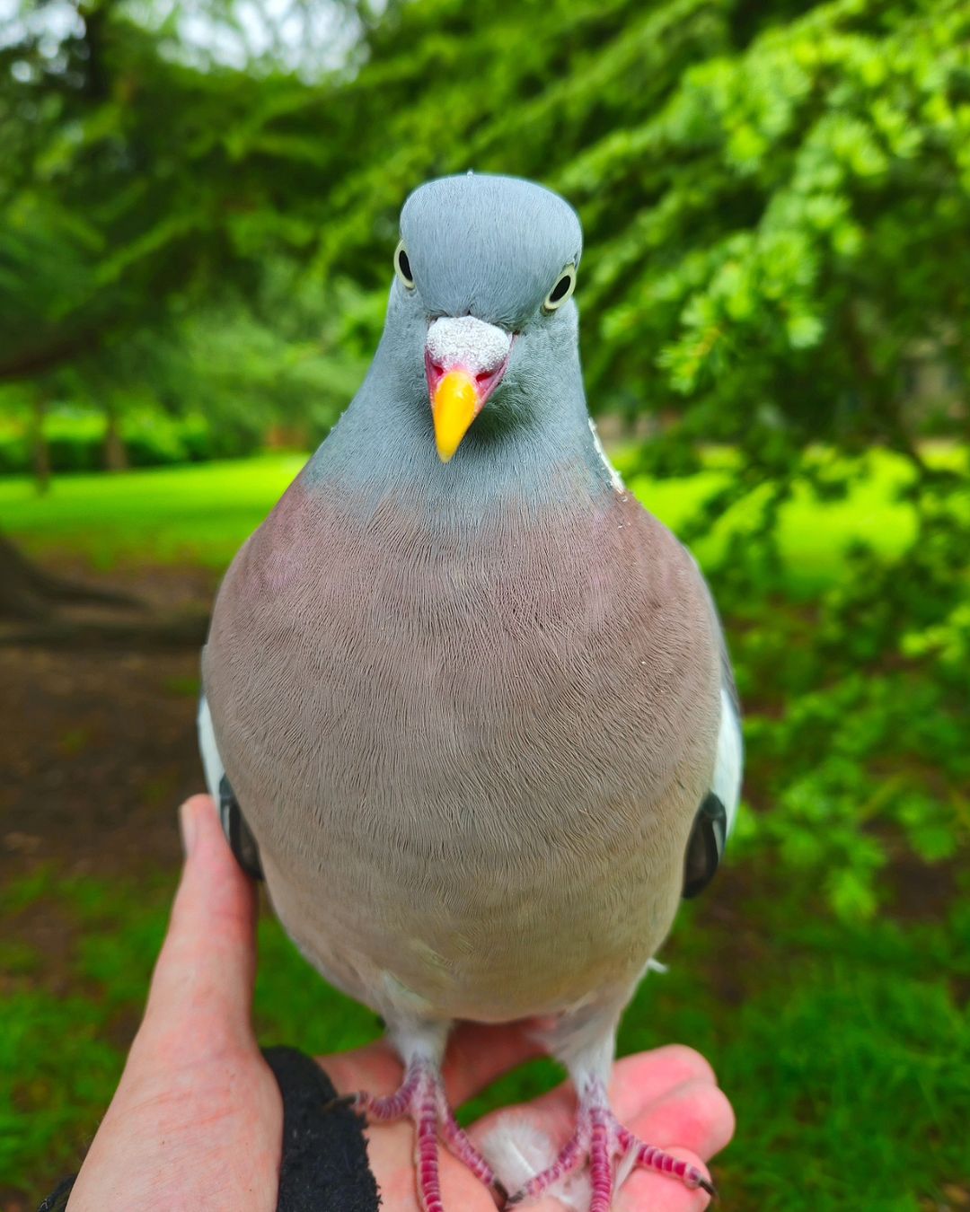 pigeon