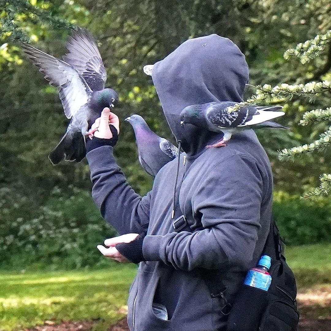 pigeon