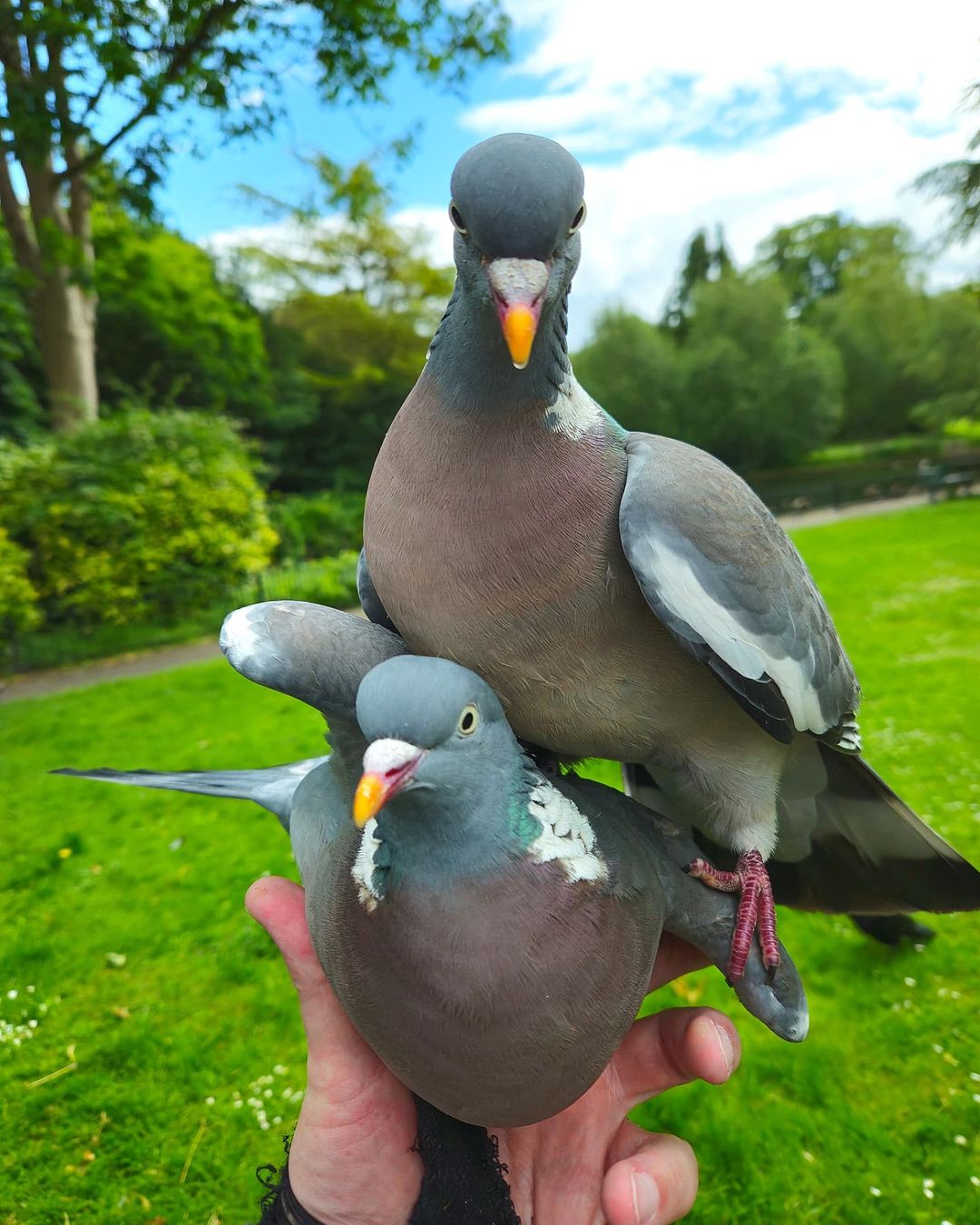 pigeon