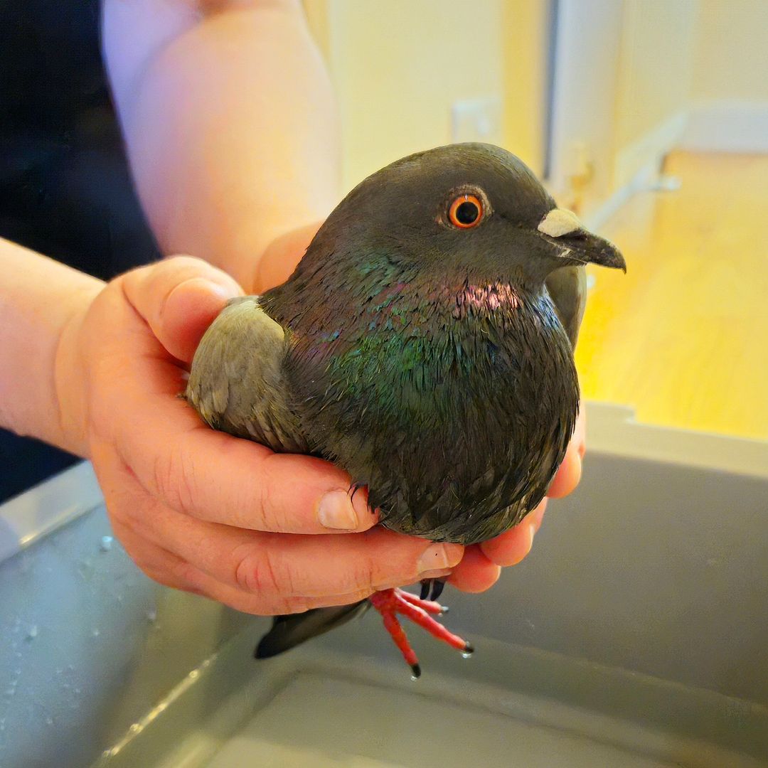 pigeon