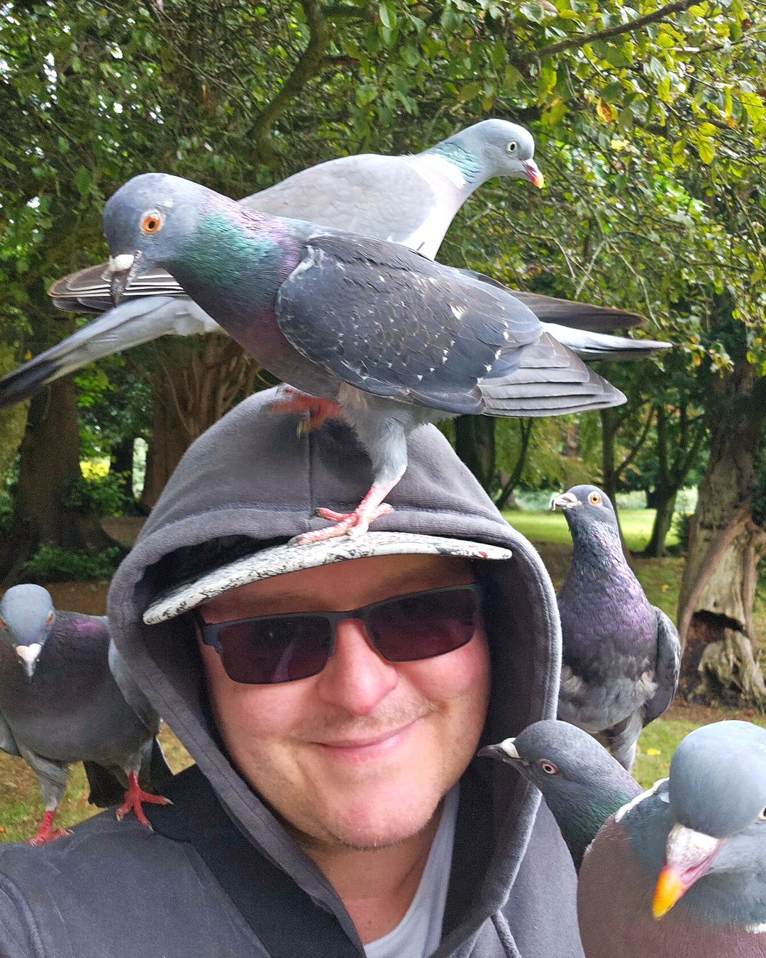 pigeon