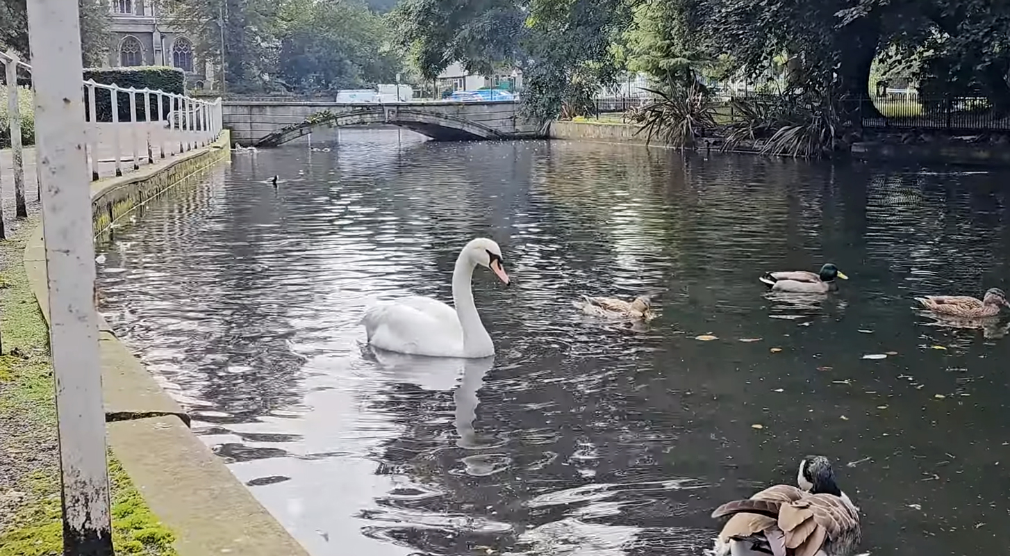 swans