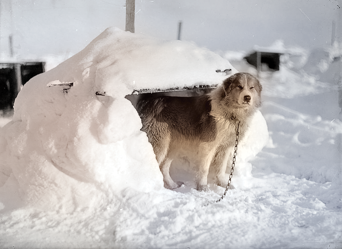 Samson dog