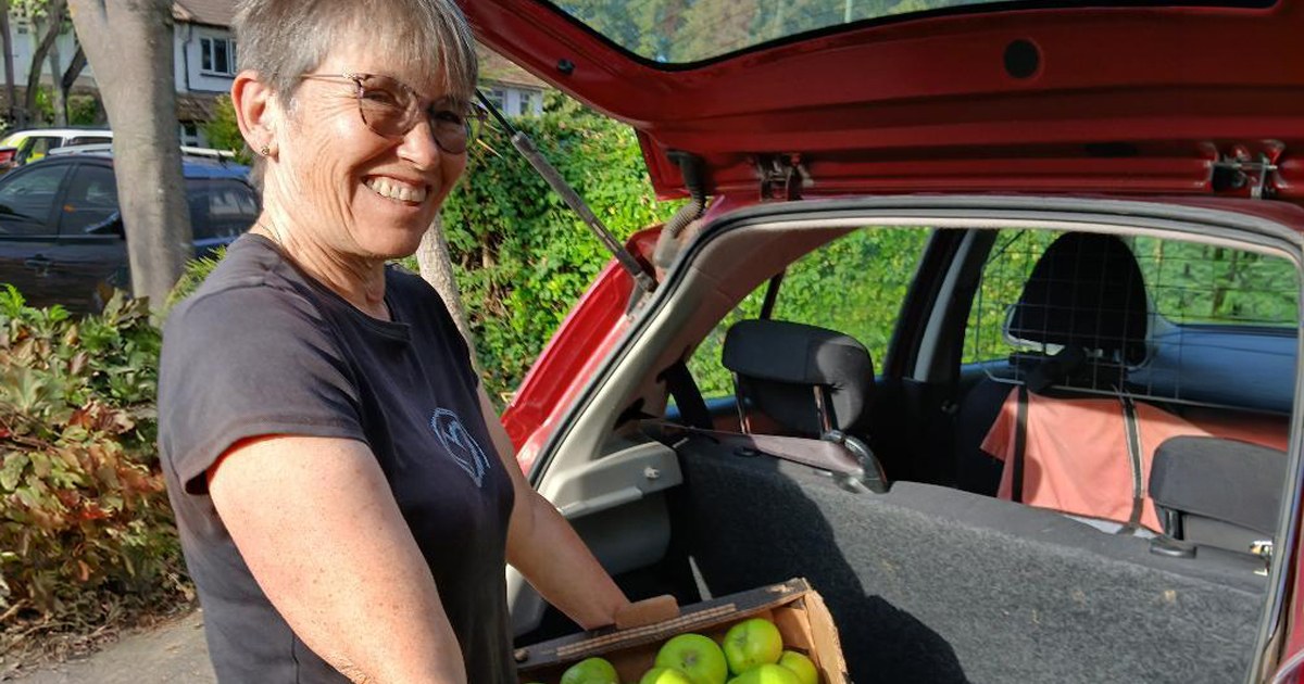 A smiling volunteer holding a box of freshly picked apples at the boot of her car