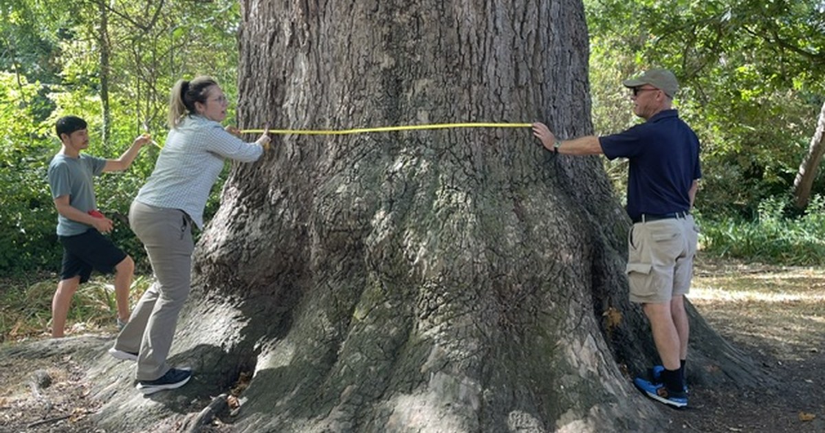 Three people measuring the girth of Carshalton's giant London plane tree with a tape measure