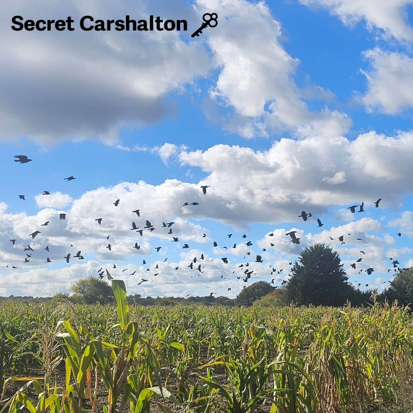 🧙♀️ A stunning Murder of Crows at Little Woodcote Estate yesterday - does this mean the Witches are on their way 🤣 �…