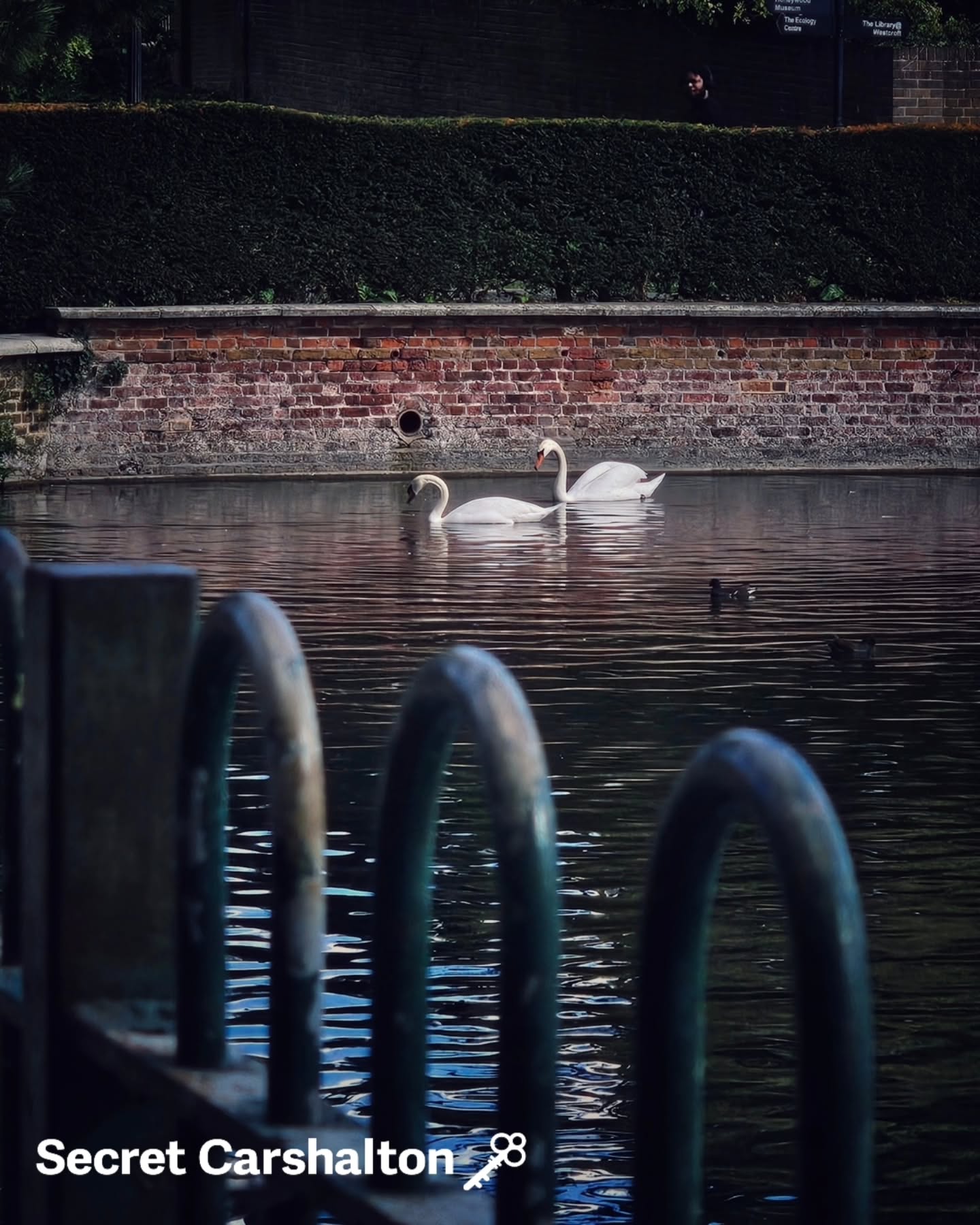 🦢 The swans are back in town. With their graceful curved necks, they're always a sight to behold, and very welcome bac…