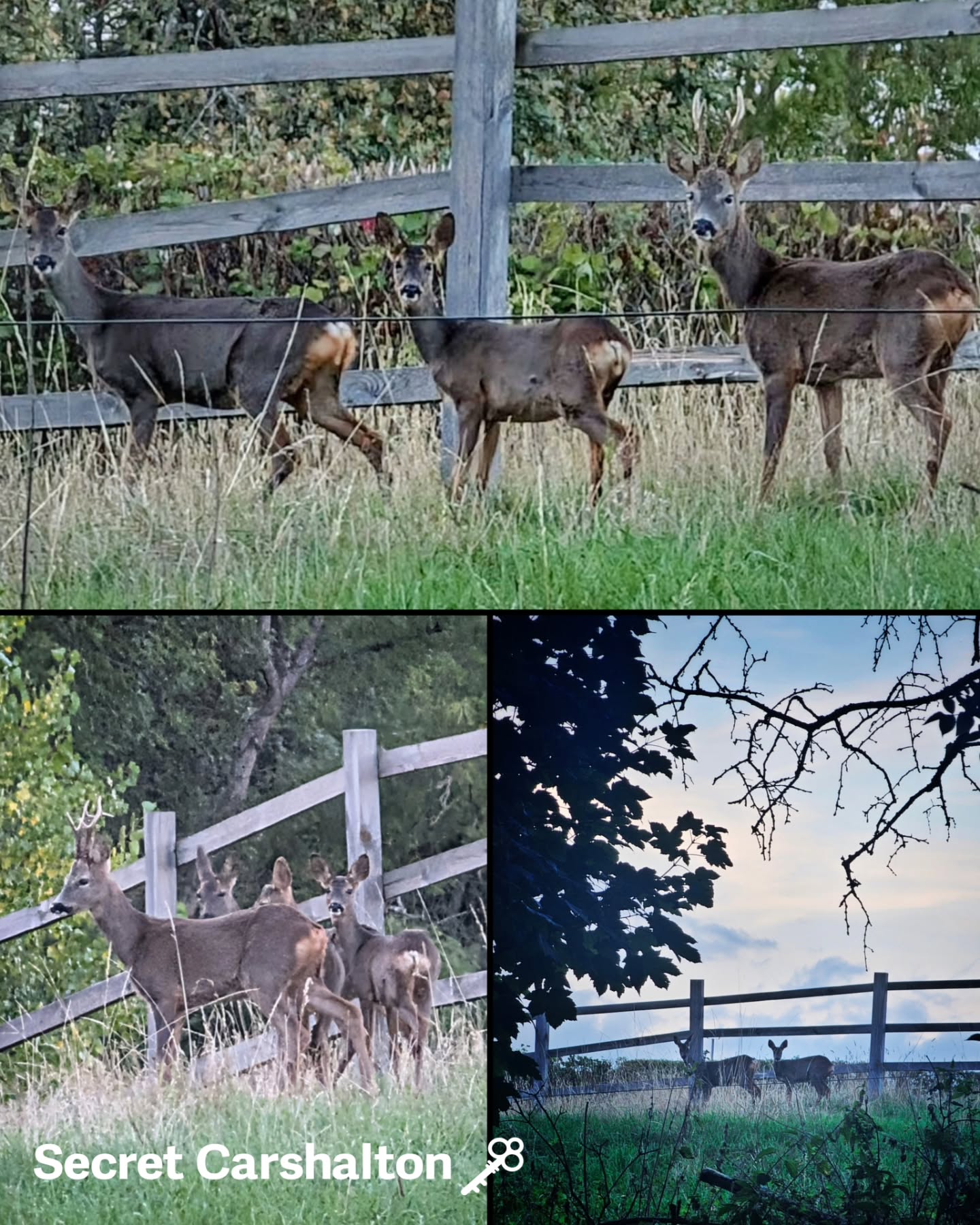 🦌 It's been years since I've seen deer in Carshalton and this evening at dusk I was lucky enough to come across this f…