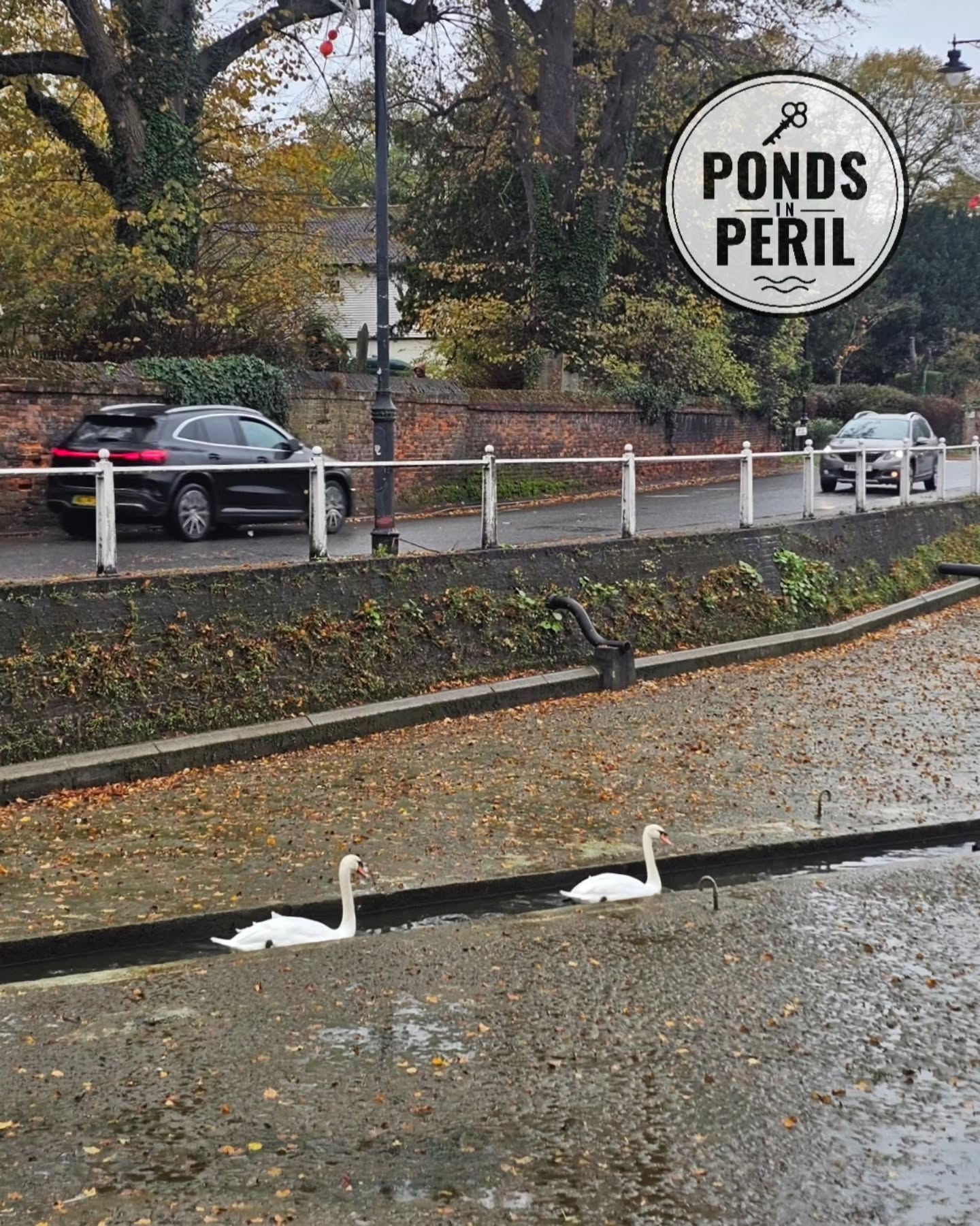 🦢 Altogether, I spotted 6 adult and 2 juvenile swans around Carshalton ponds today