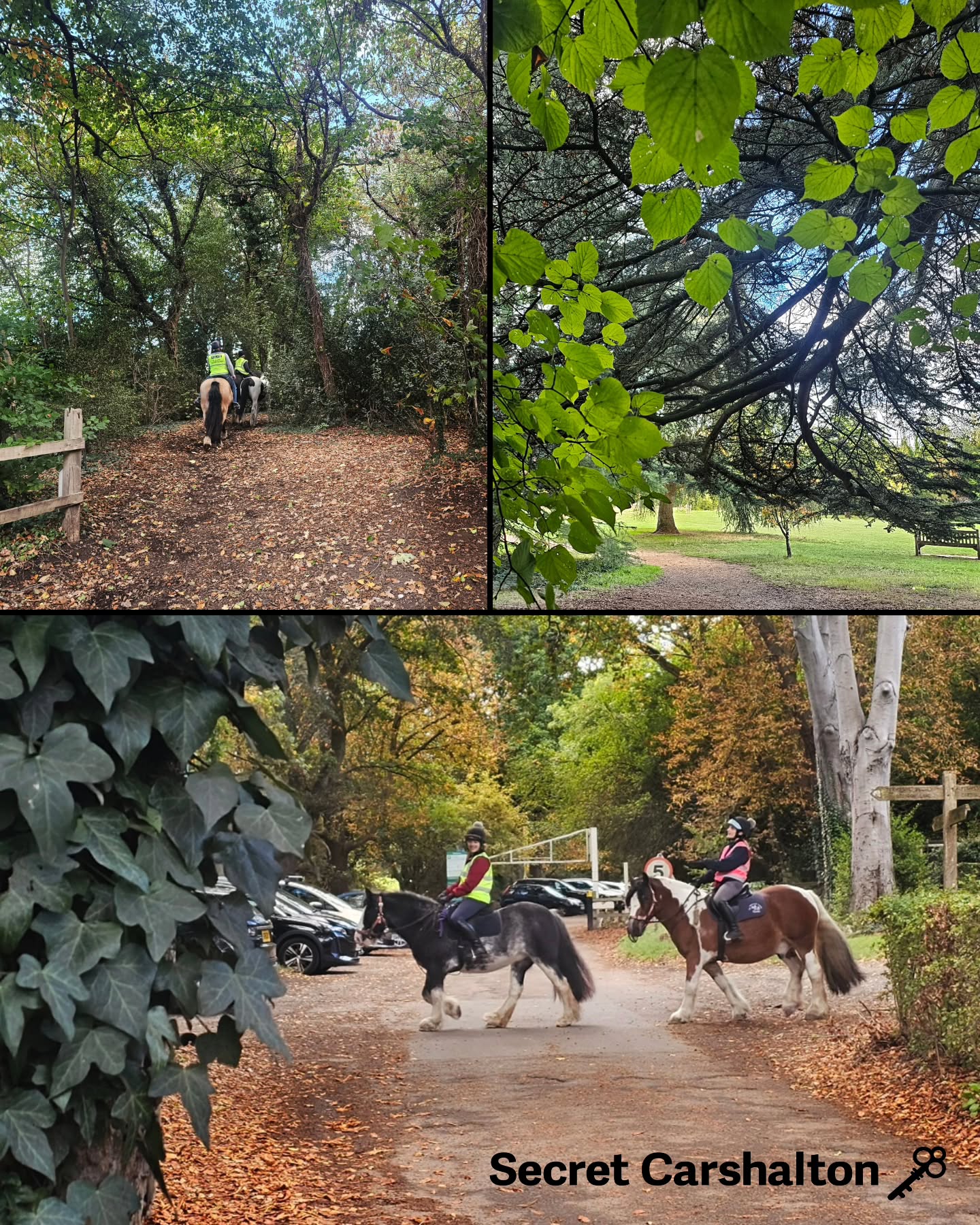 🐎 Such a pleasure to see a row of horses from the Diamond Riding Centre circling The Oaks, on this beautiful autumnal…